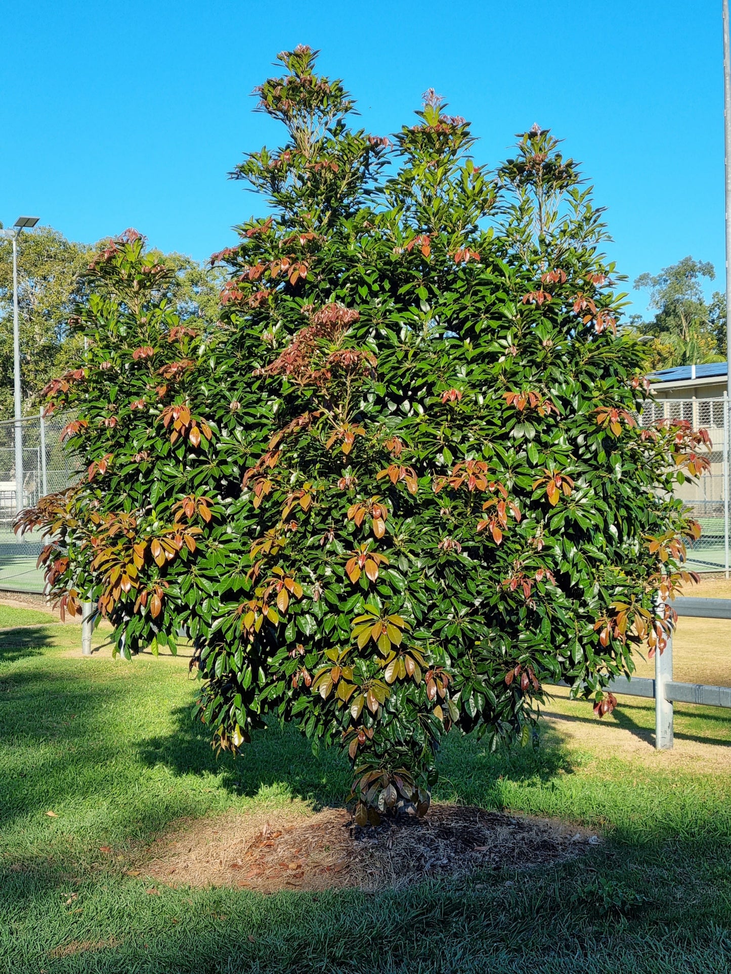 Eumundi Quandong feature tree in caboolture - Elaeocarpus eumundii