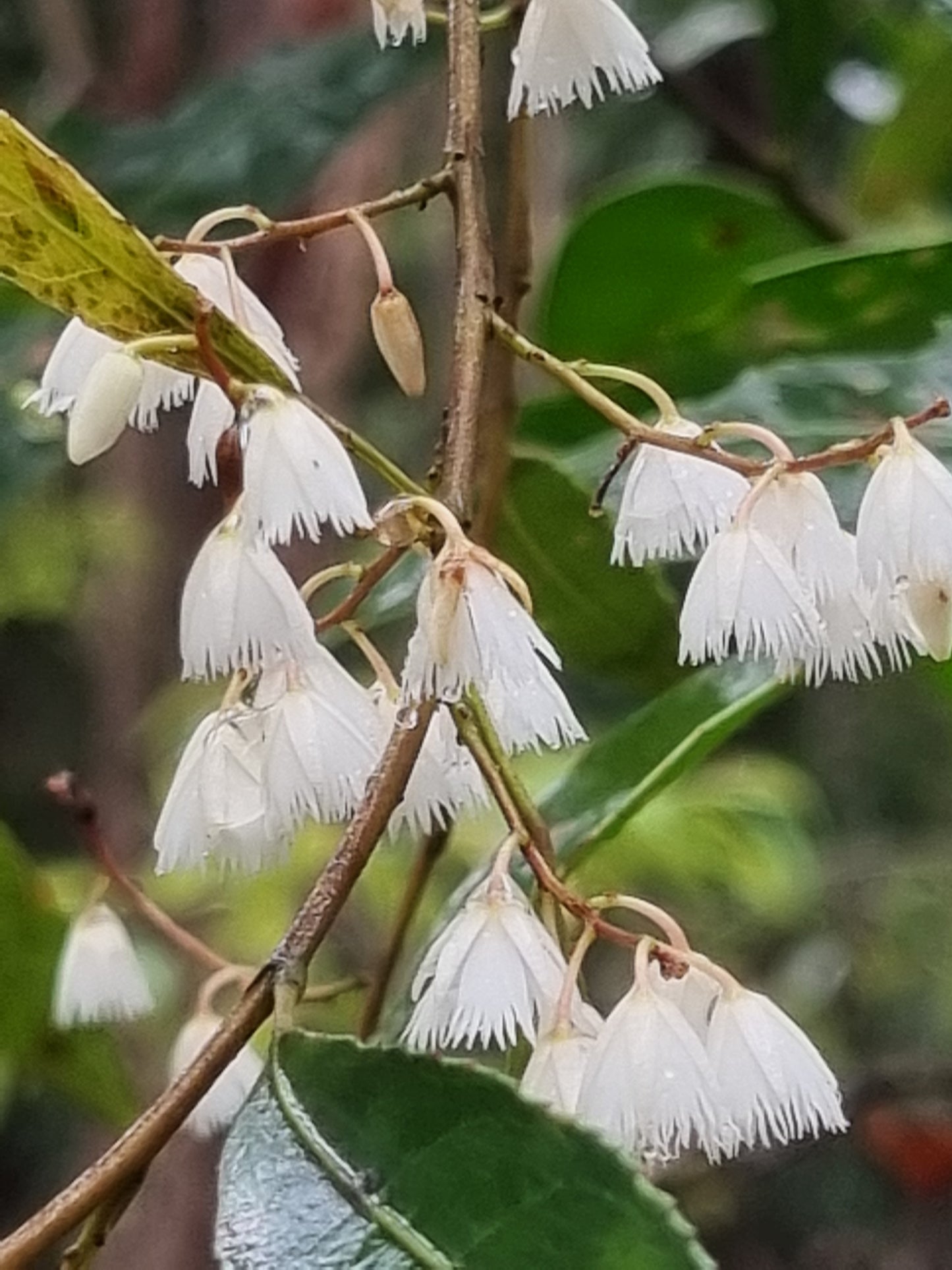 Blueberry Ash Tree - Elaeocarpus reticulatus