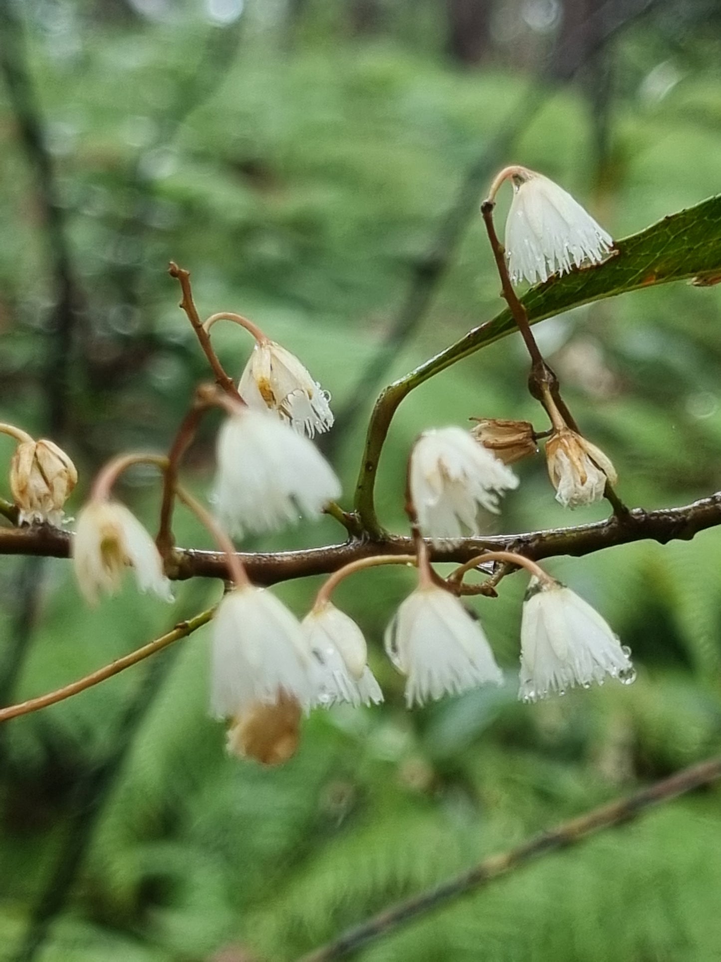 Blueberry Ash Tree - Elaeocarpus reticulatus