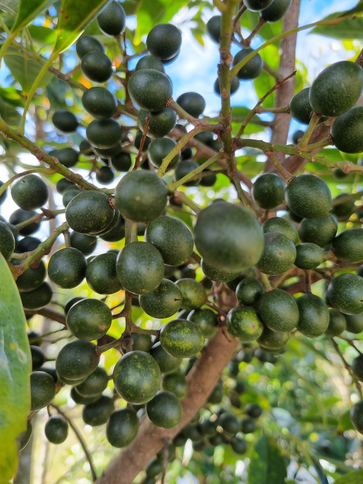 Eumundi Quandong Fruit - Elaeocarpus eumundi fruit