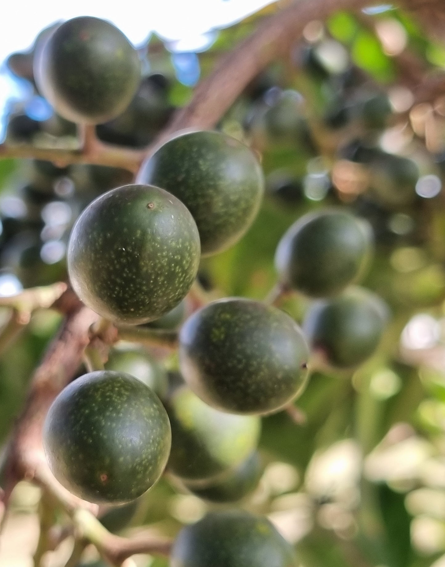 Eumundi Quandong Fruit - Elaeocarpus eumundi fruit