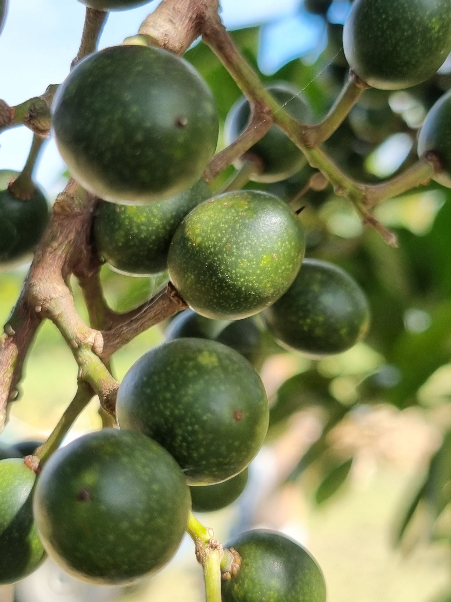 Eumundi Quandong Fruit - Elaeocarpus eumundi fruit