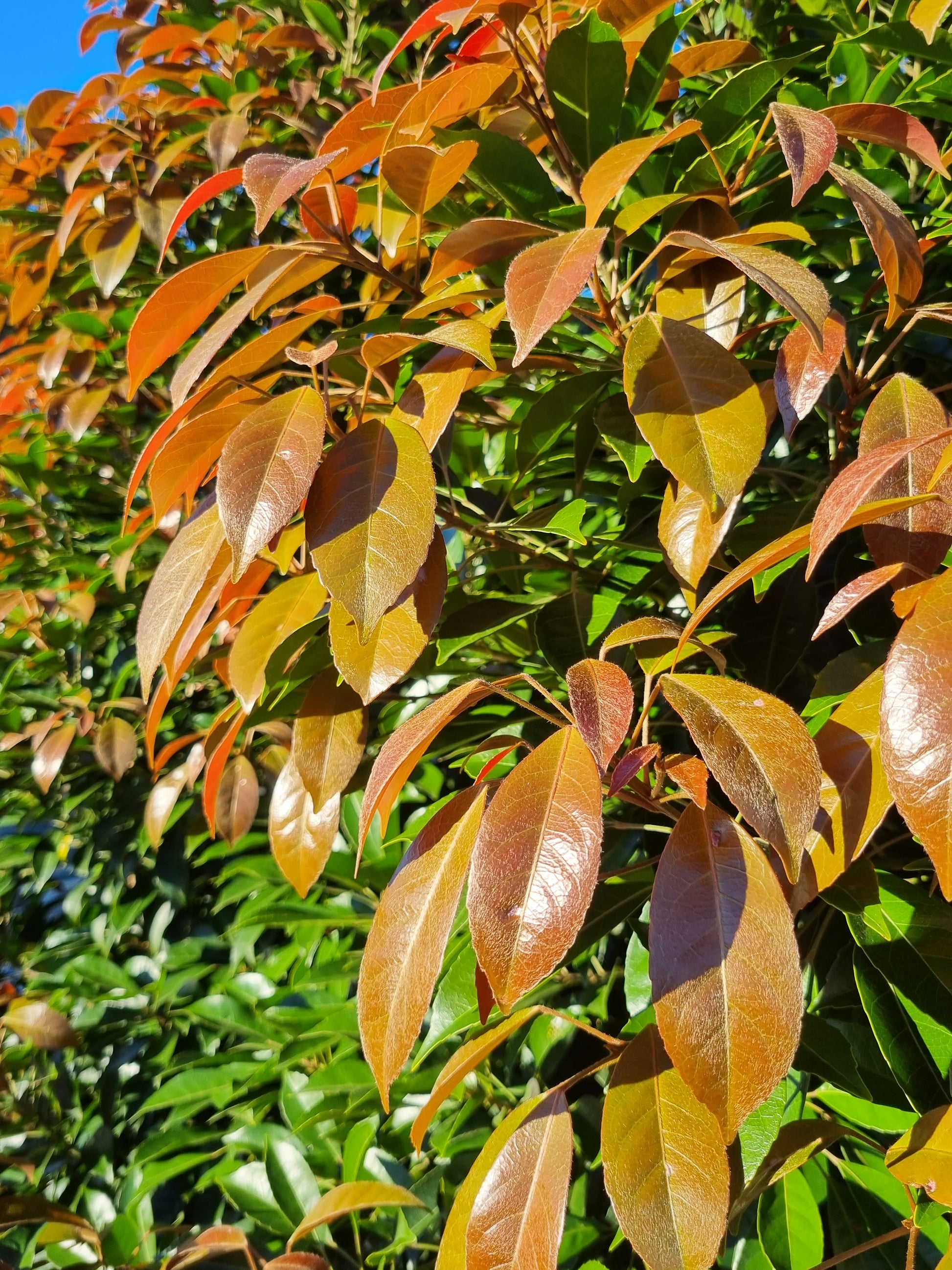 Eumundi Quandong Leaves - Elaeocarpus eumundi - Delivertree