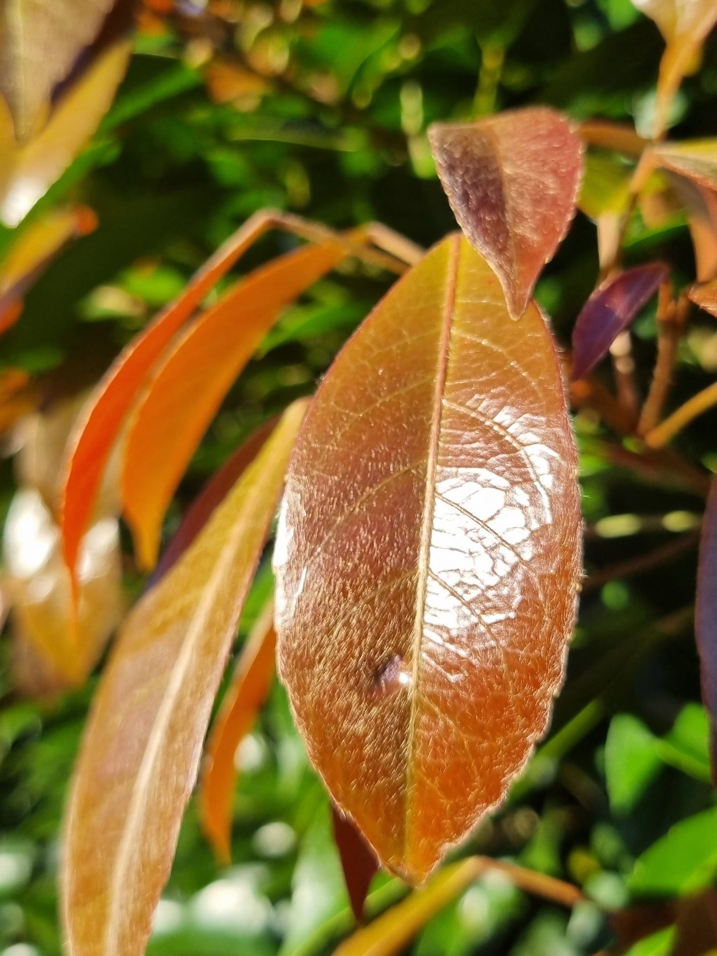 Eumundi Quandong Leaves - Elaeocarpus eumundi leaves