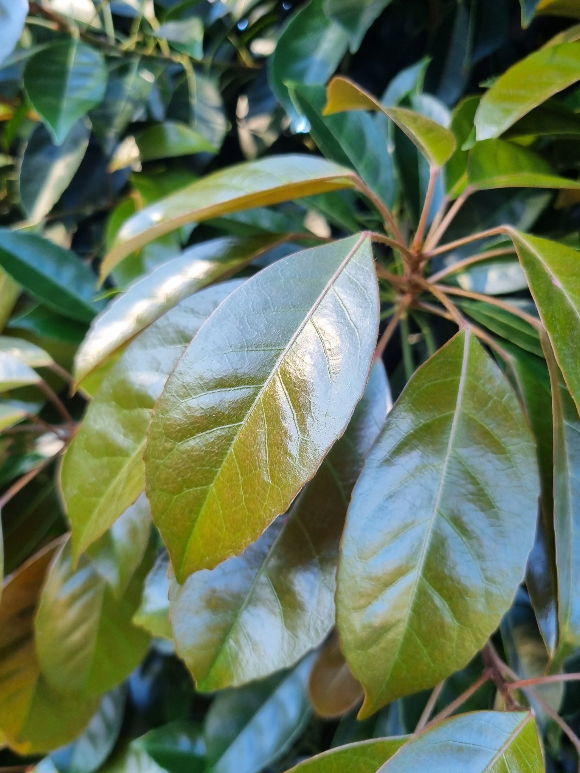 Eumundi Quandong Leaves - Elaeocarpus eumundi leaves