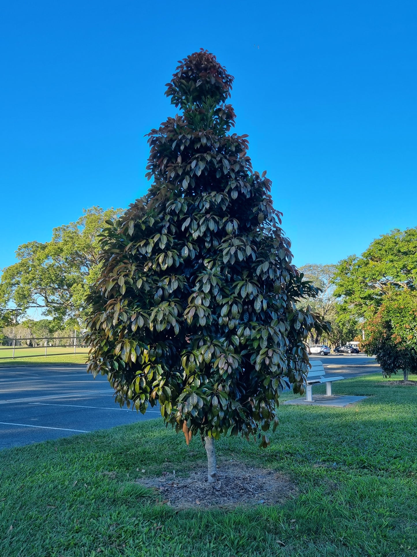 Eumundi Quandong Feature Tree - Elaeocarpus eumundi - Delivertree