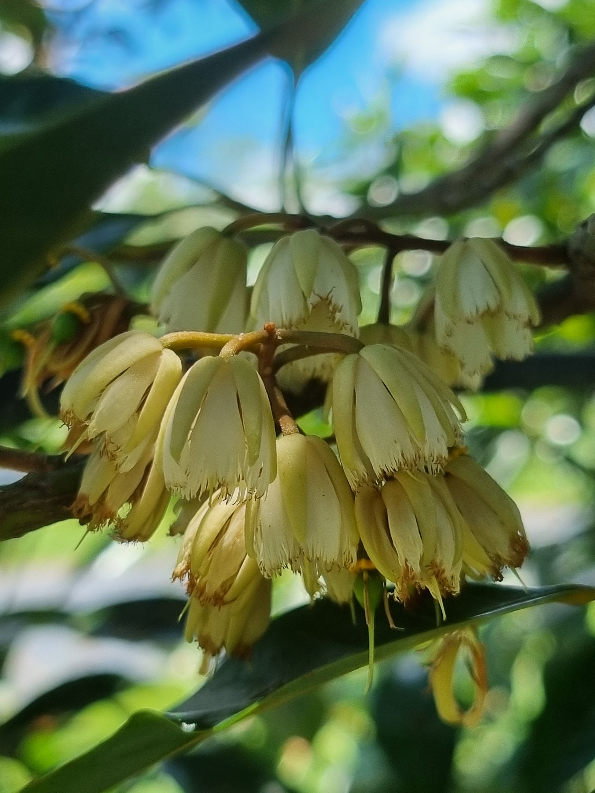 Eumundi Quandong Flowers - Elaeocarpus eumundi flower