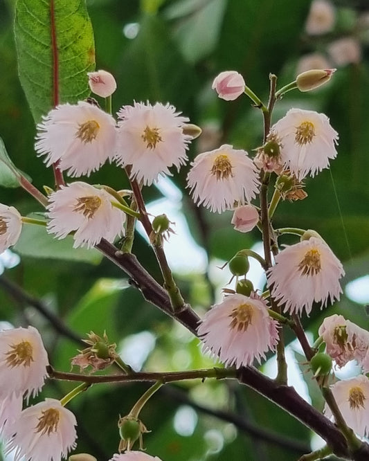 Elaeocarpus reticulatus Blueberry Ash flower