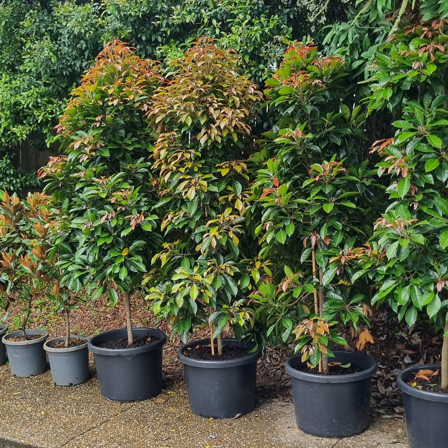 eumundi quandong trees in 45L pots delivered to brisbane january