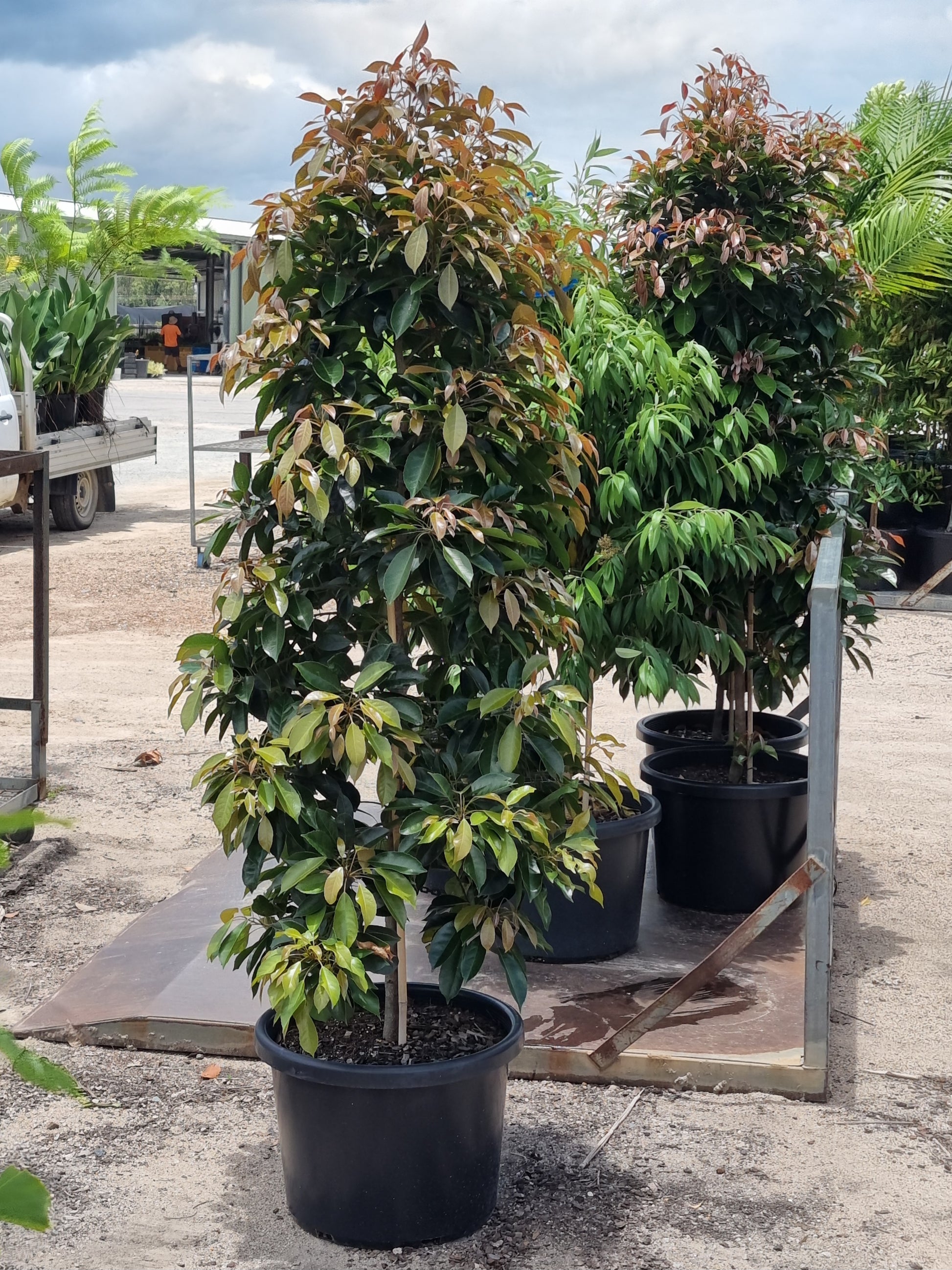 Eumundi quandong tree in a 45L pot