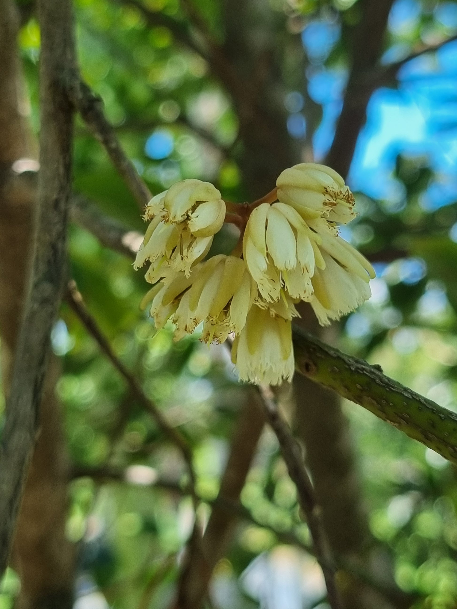 Eumundi Quandong Flowers - Elaeocarpus eumundi flower