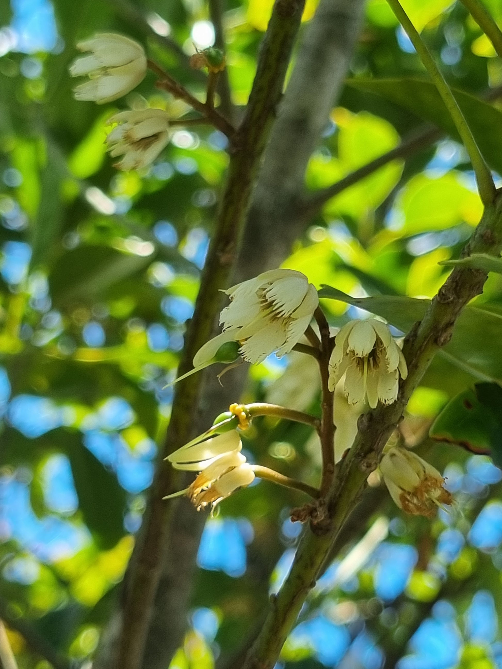 Eumundi Quandong Flowers - Elaeocarpus eumundi flower