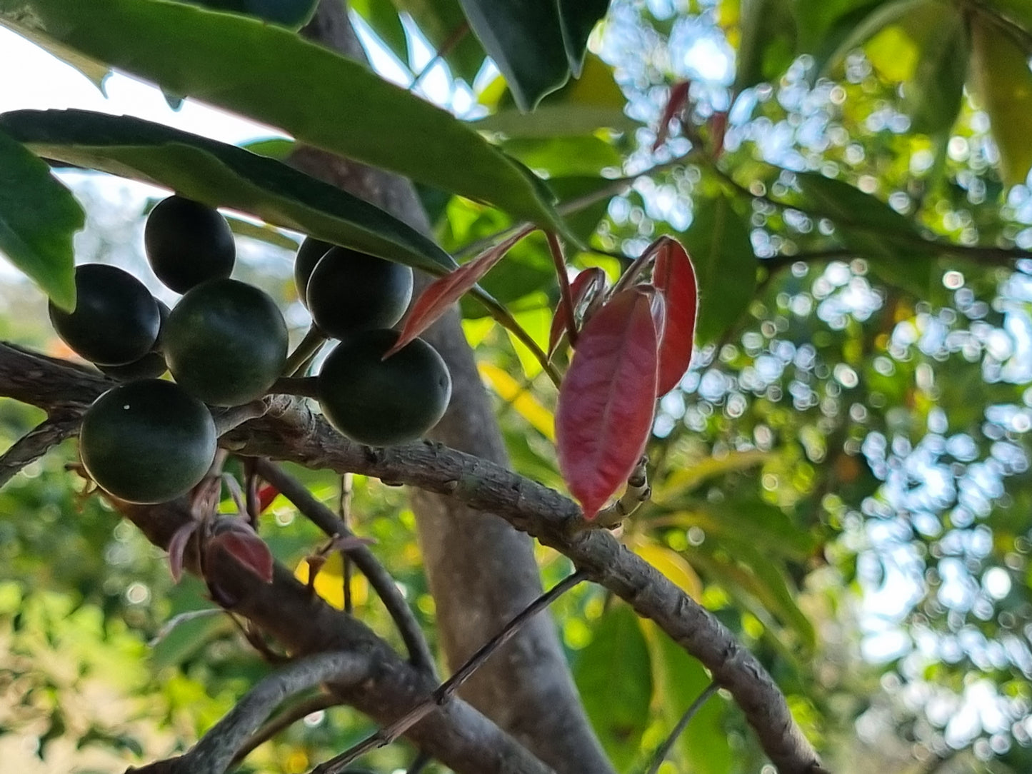 Eumundi Quandong Fruit - Elaeocarpus eumundi fruit