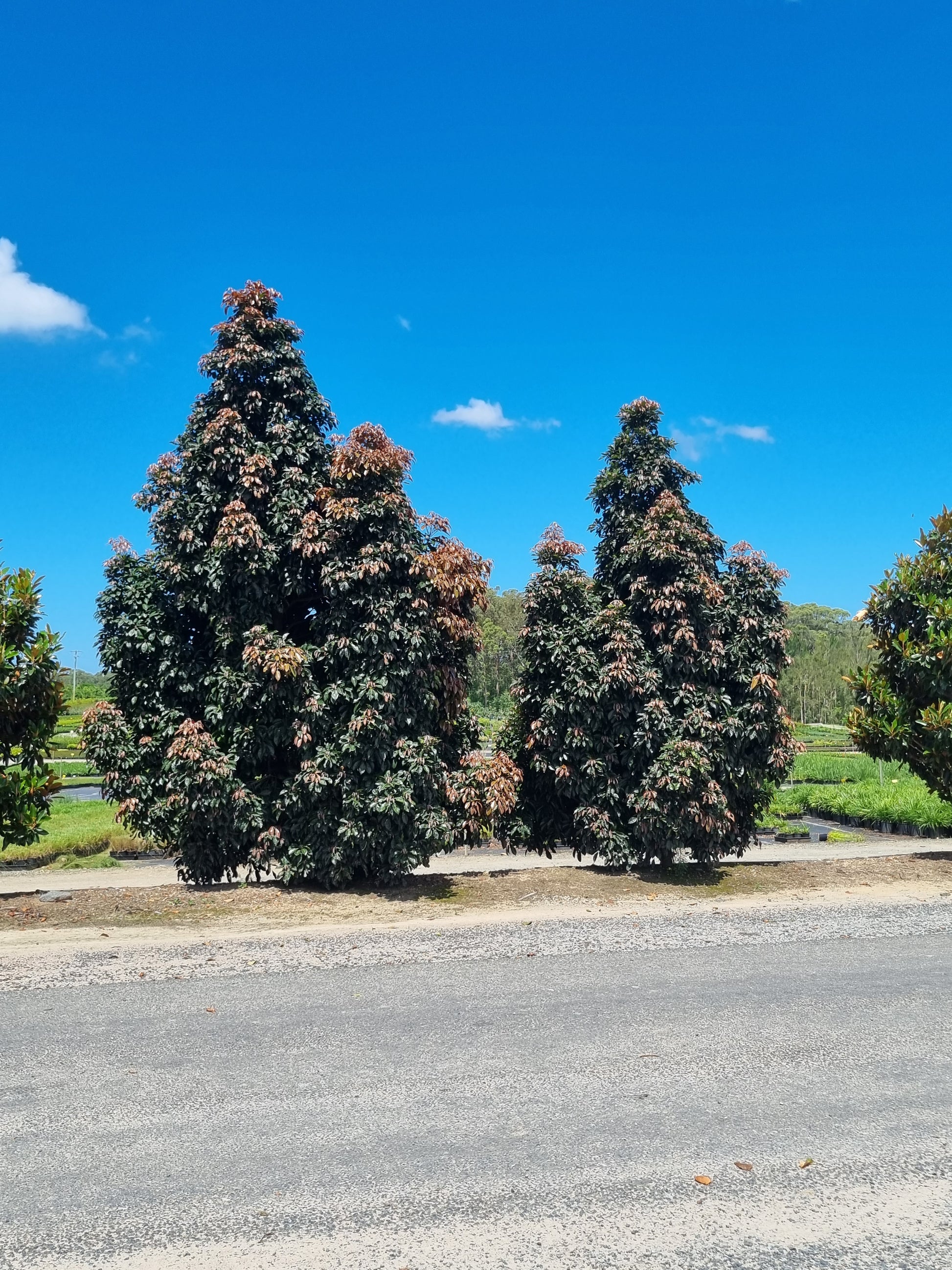 Eumundi Quandong Tree - Elaeocarpus eumundi - Delivertree