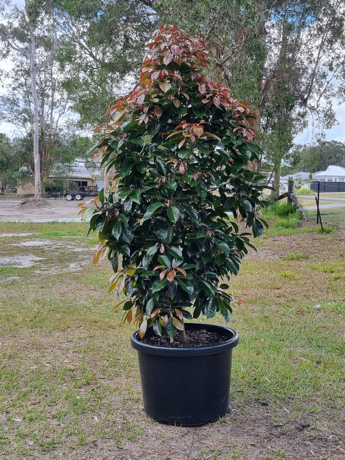 Eumundi Quandong - Elaeocarpus eumundi -  45L 1.7m tall