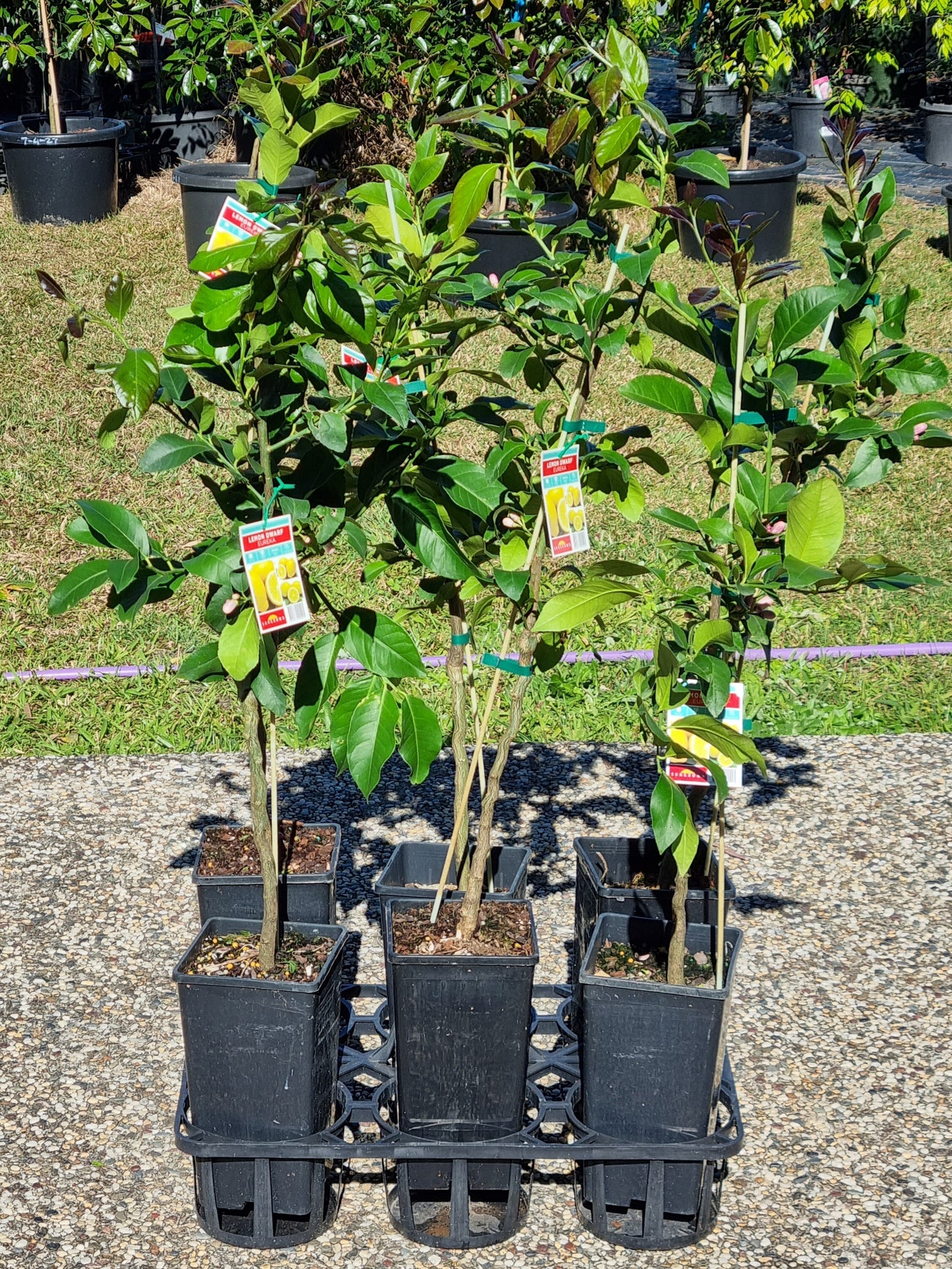 Eureka Lemon Tree - Grafted