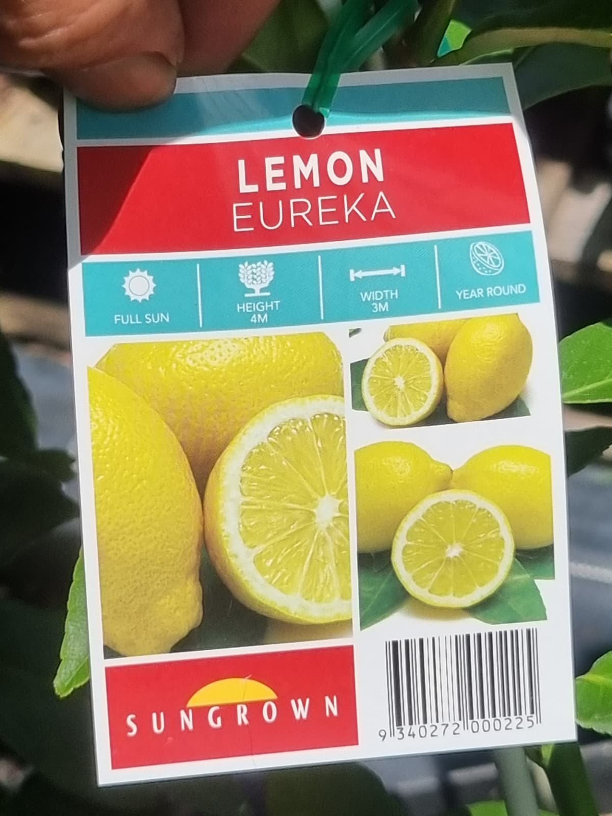 Lemon Eureka plant grows 4m x 3m and fruits all year round