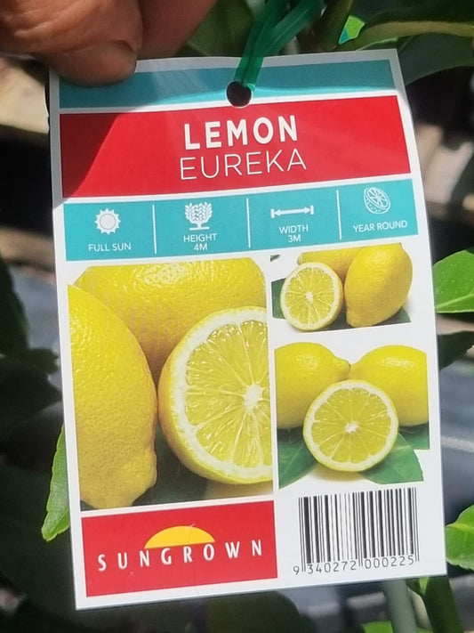 Lemon Eureka plant grows 4m x 3m and fruits all year round