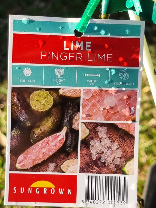 Finger Lime – Citrus australasica - Grafted