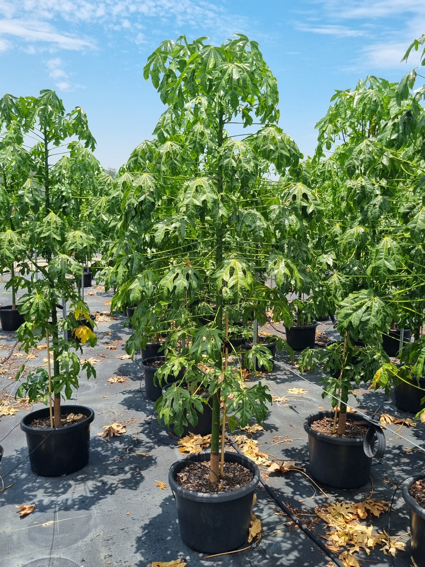 Flame Tree - Brachychiton acerifolius 45L