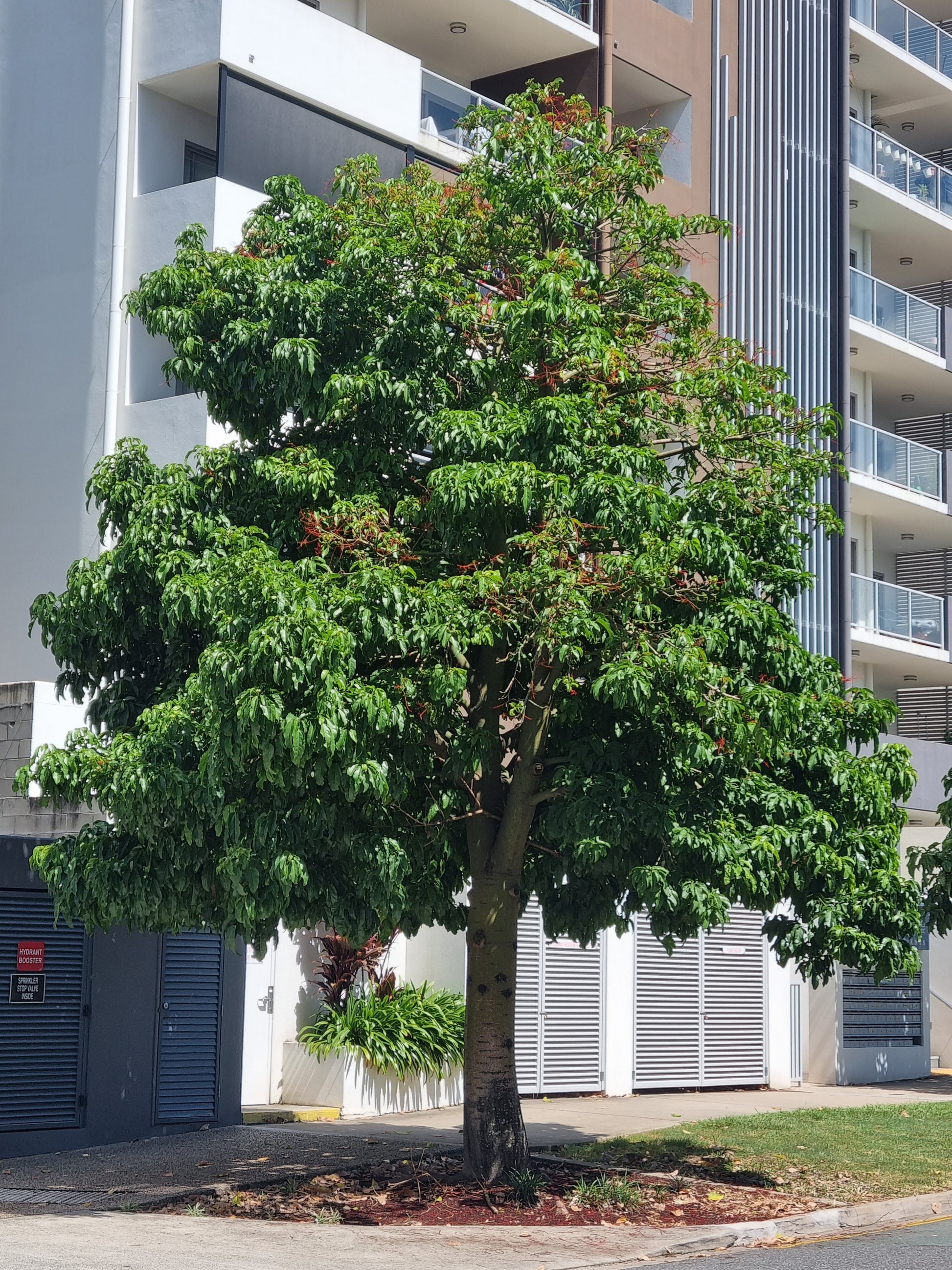 Flame tree next to building