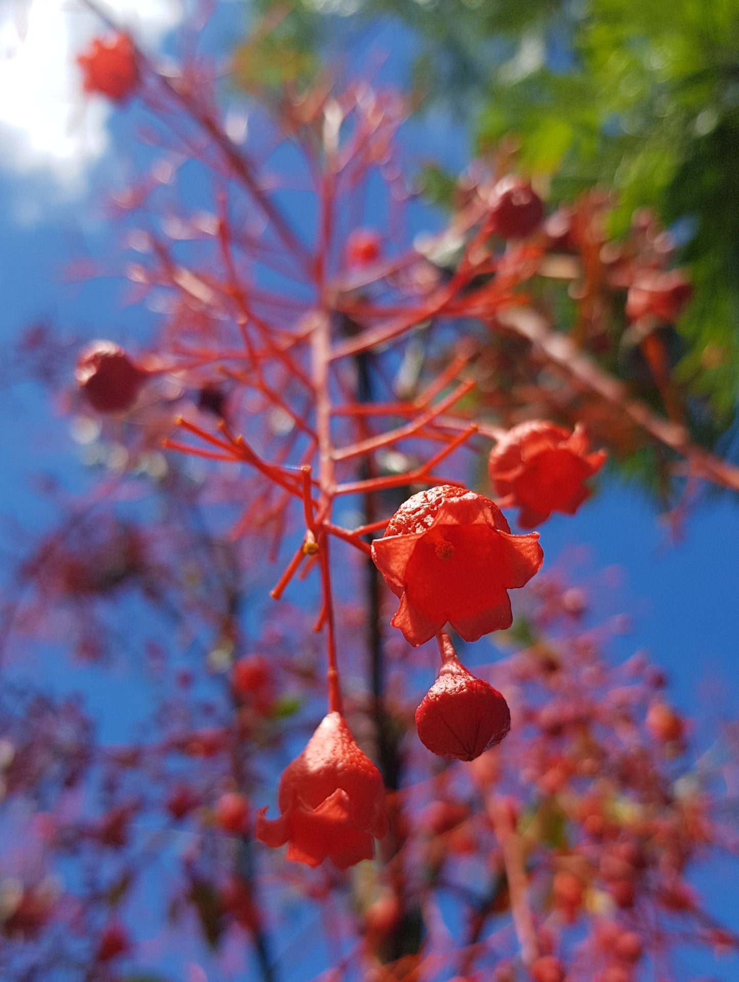 Illawarra Flame Tree - Brachychiton acerifolius - Delivertree