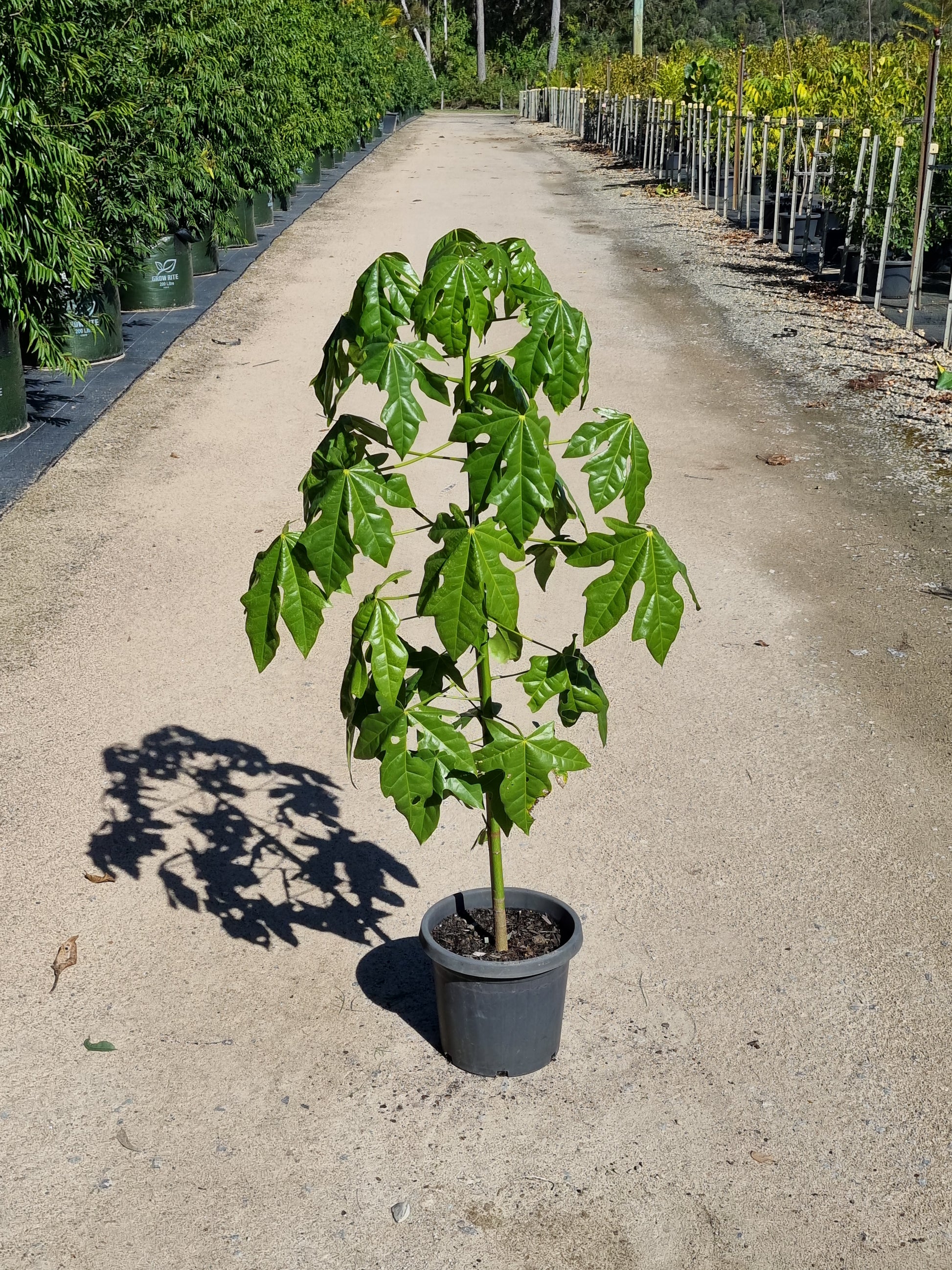 Illawarra Flame Tree - Brachychiton acerifolius - 300mm pot