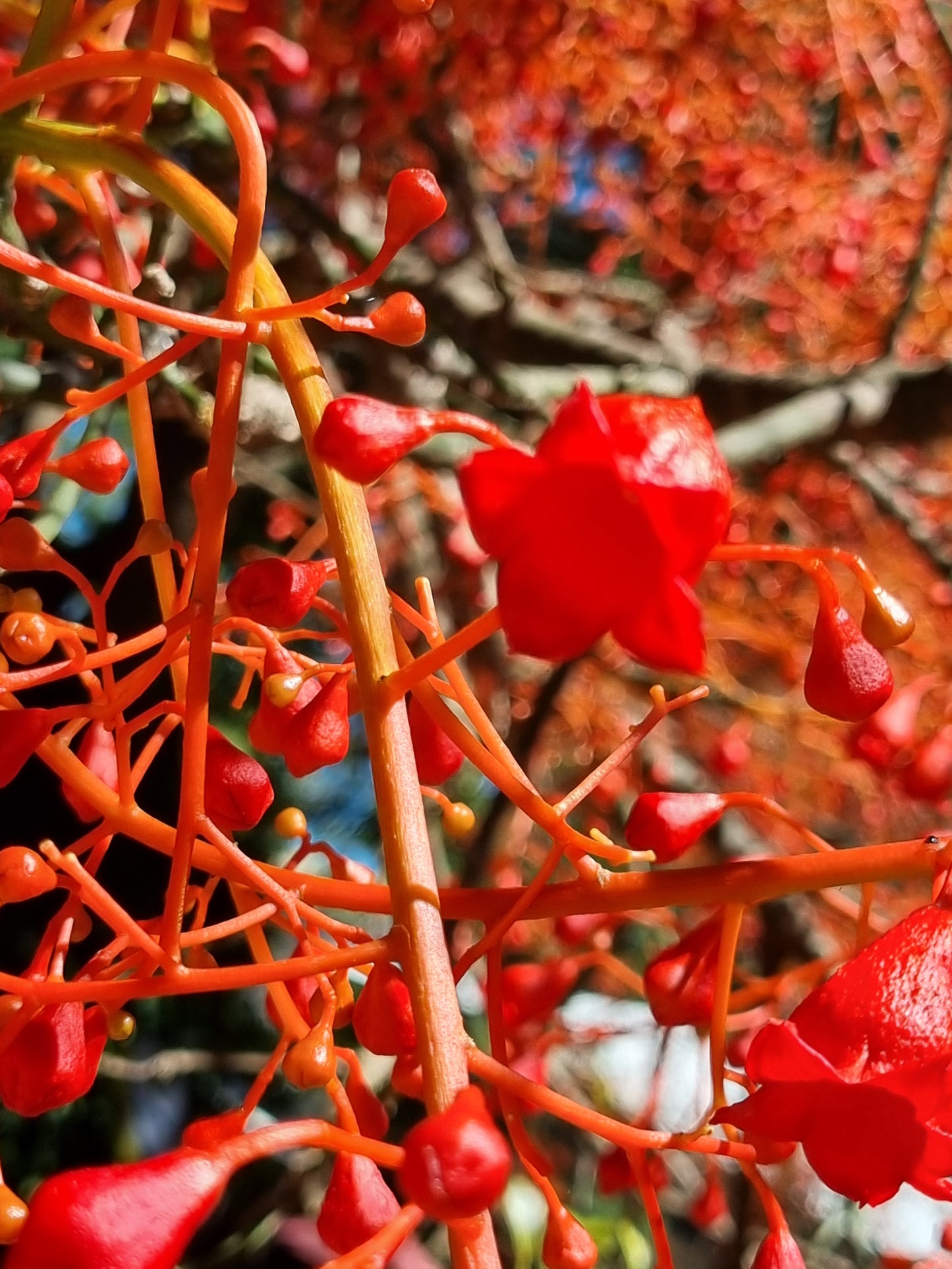 Illawarra Flame Tree flowers - Brachychiton acerifolius flowers