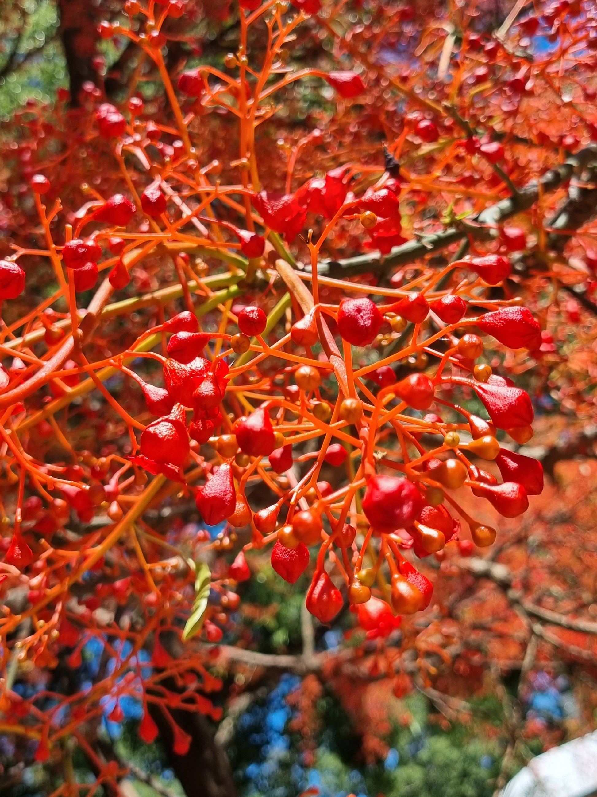 Illawarra Flame Tree flowers - Brachychiton acerifolius flowers