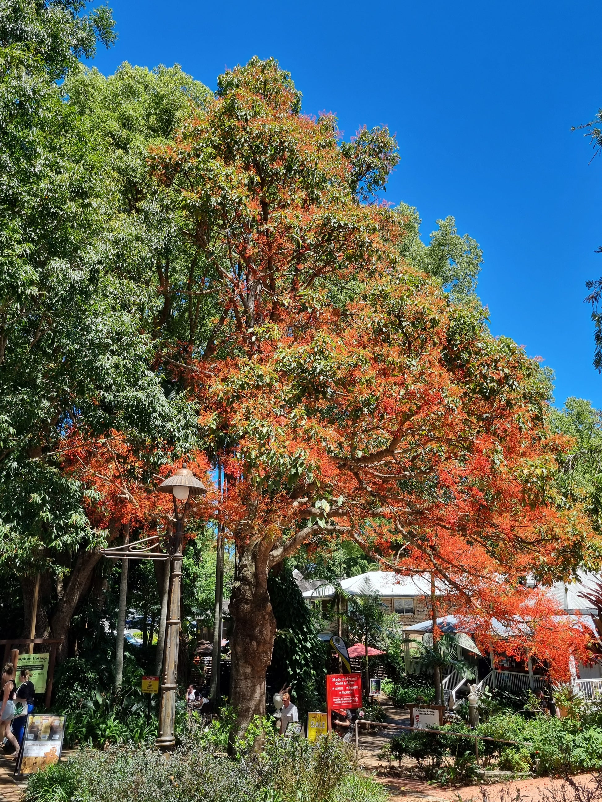 Illawarra Flame Tree in flower - Brachychiton acerifolius 