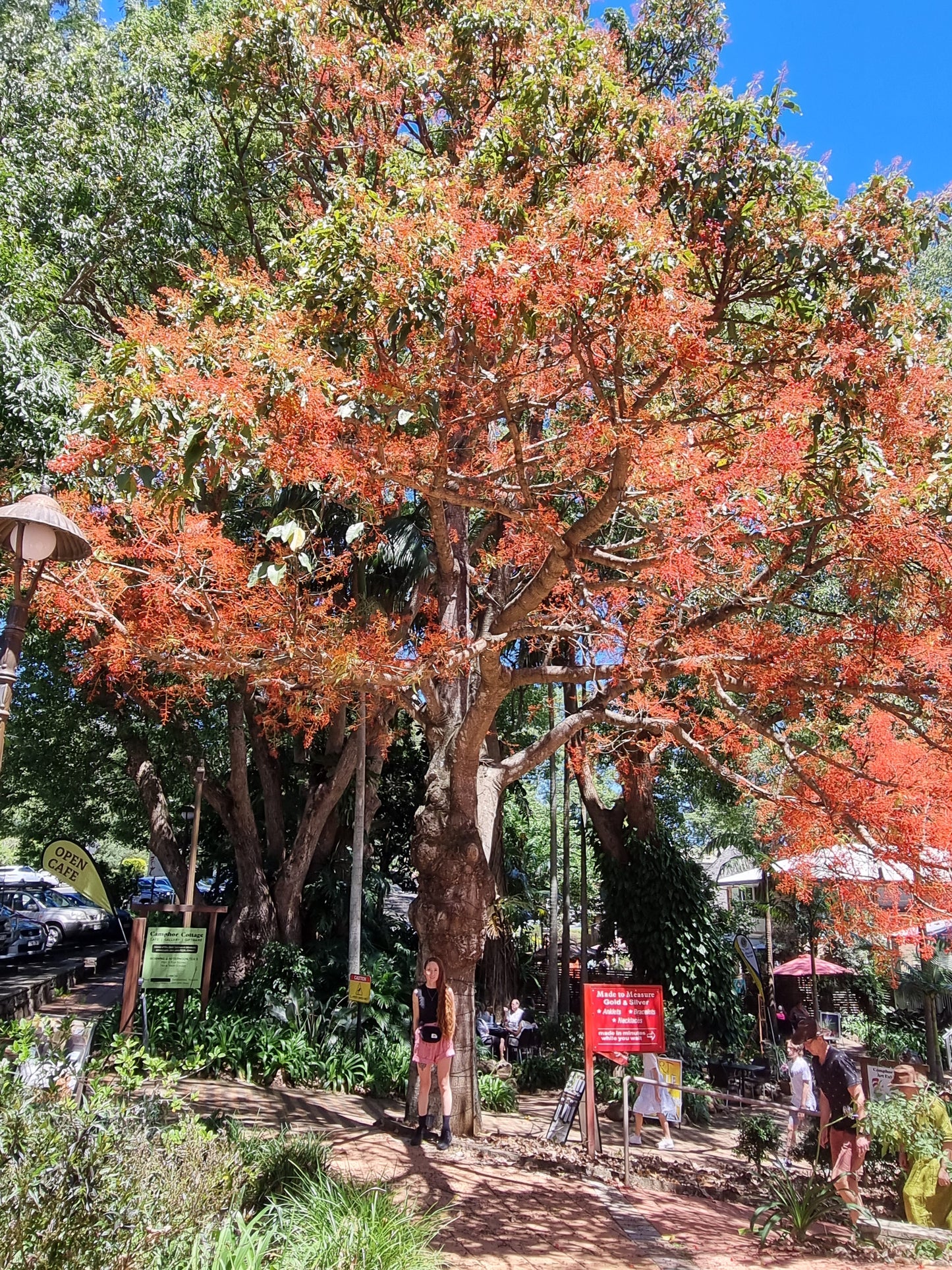 Illawarra Flame Tree in flower - Brachychiton acerifolius 