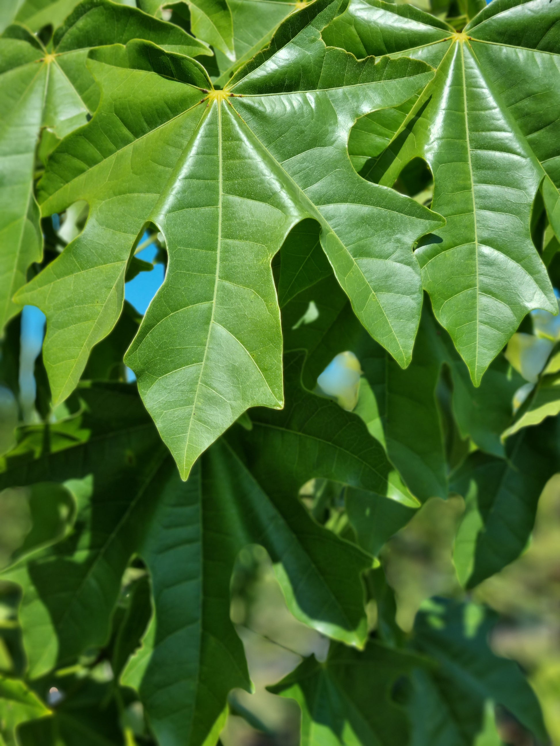 Illawarra Flame Tree leaves - Brachychiton acerifolius leaves