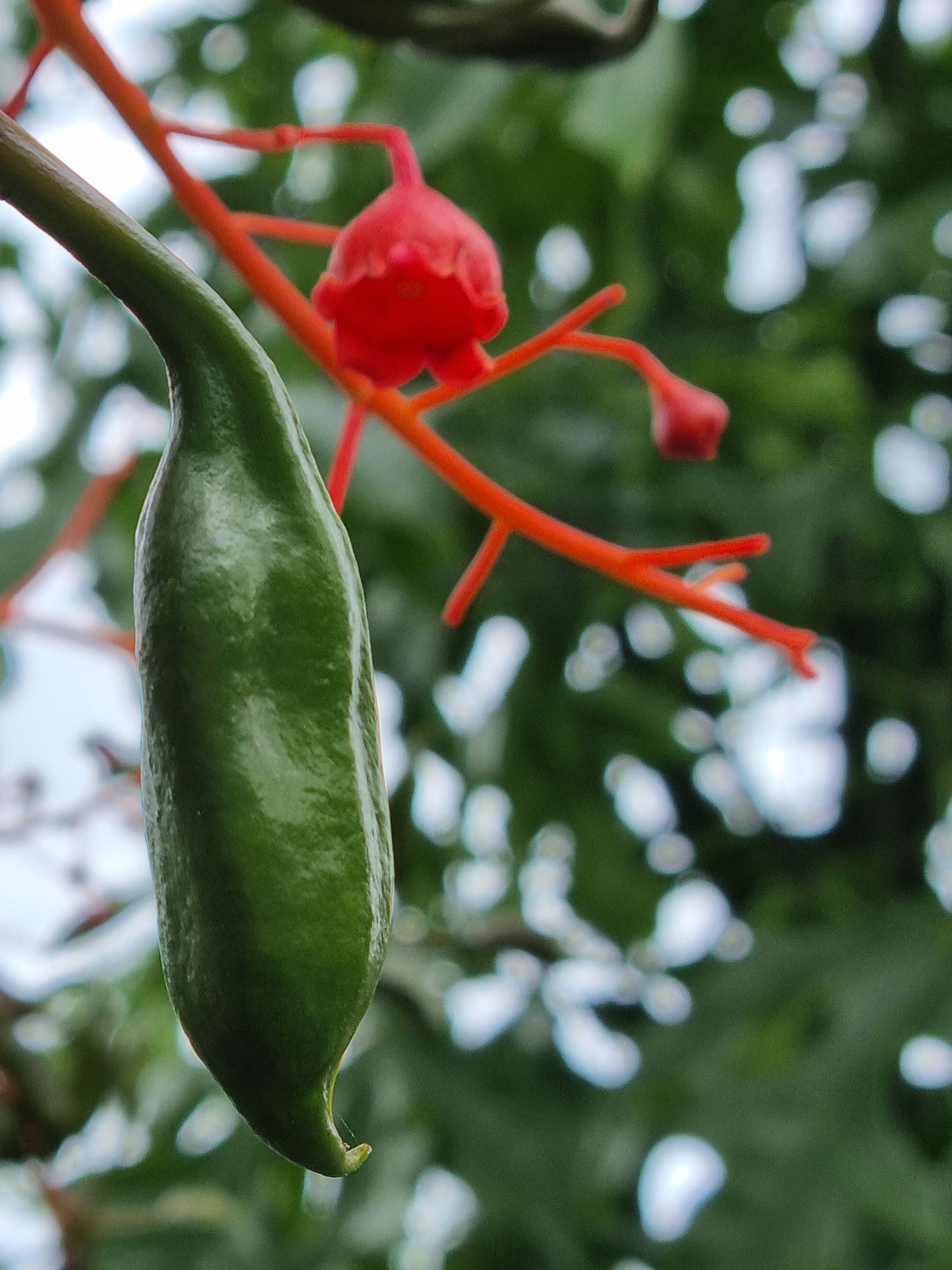 Flame tree new seed and flower - Brachychiton acerifolius