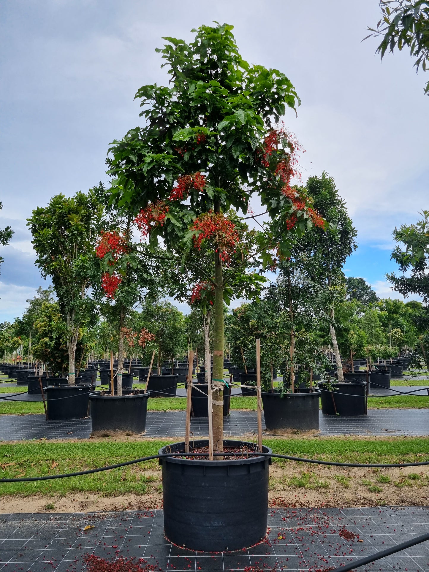 Illawarra Flame Tree - Brachychiton acerifolius - 1000L pot