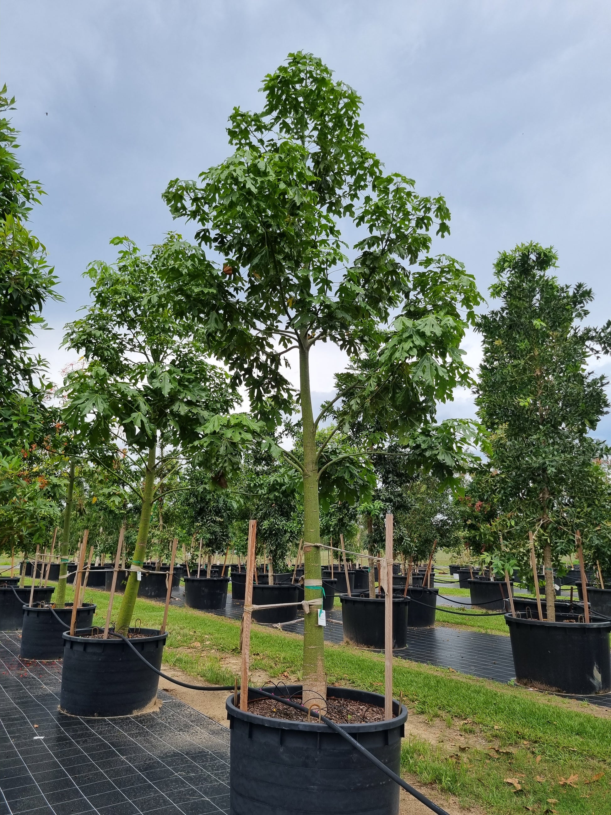 Illawarra Flame Tree - Brachychiton acerifolius - 1000L pot