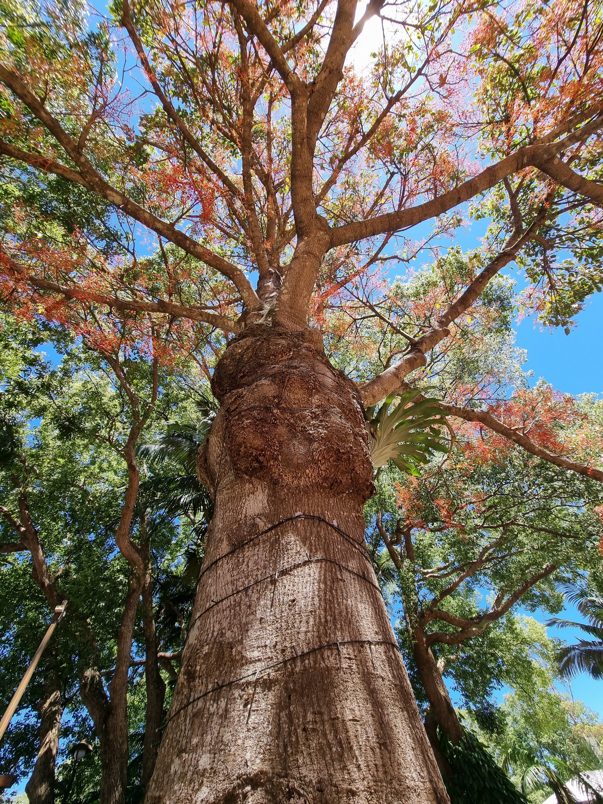 Illawarra Flame Tree - Brachychiton acerifolius - Big Old Tree