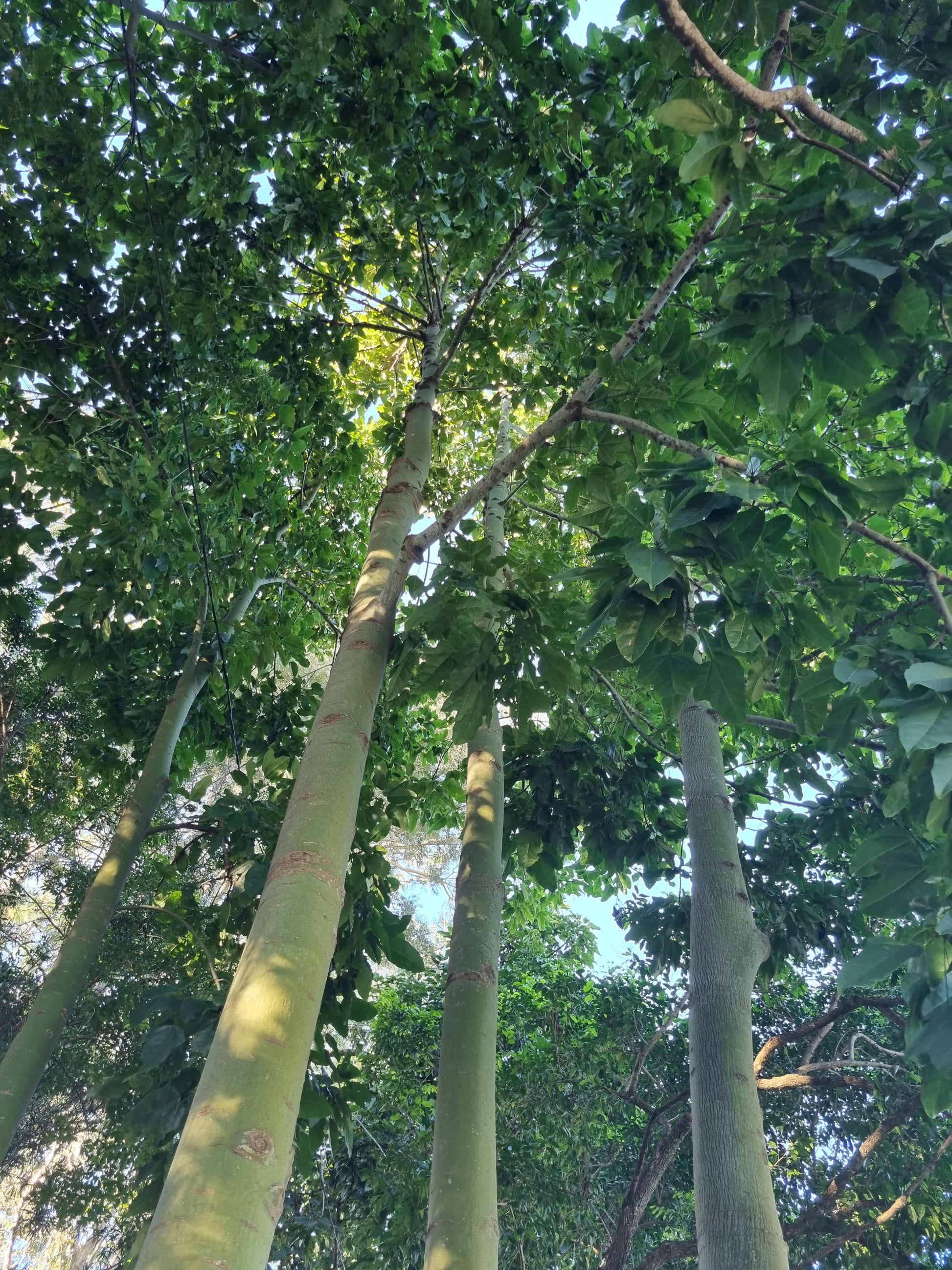 Flame tree trunks