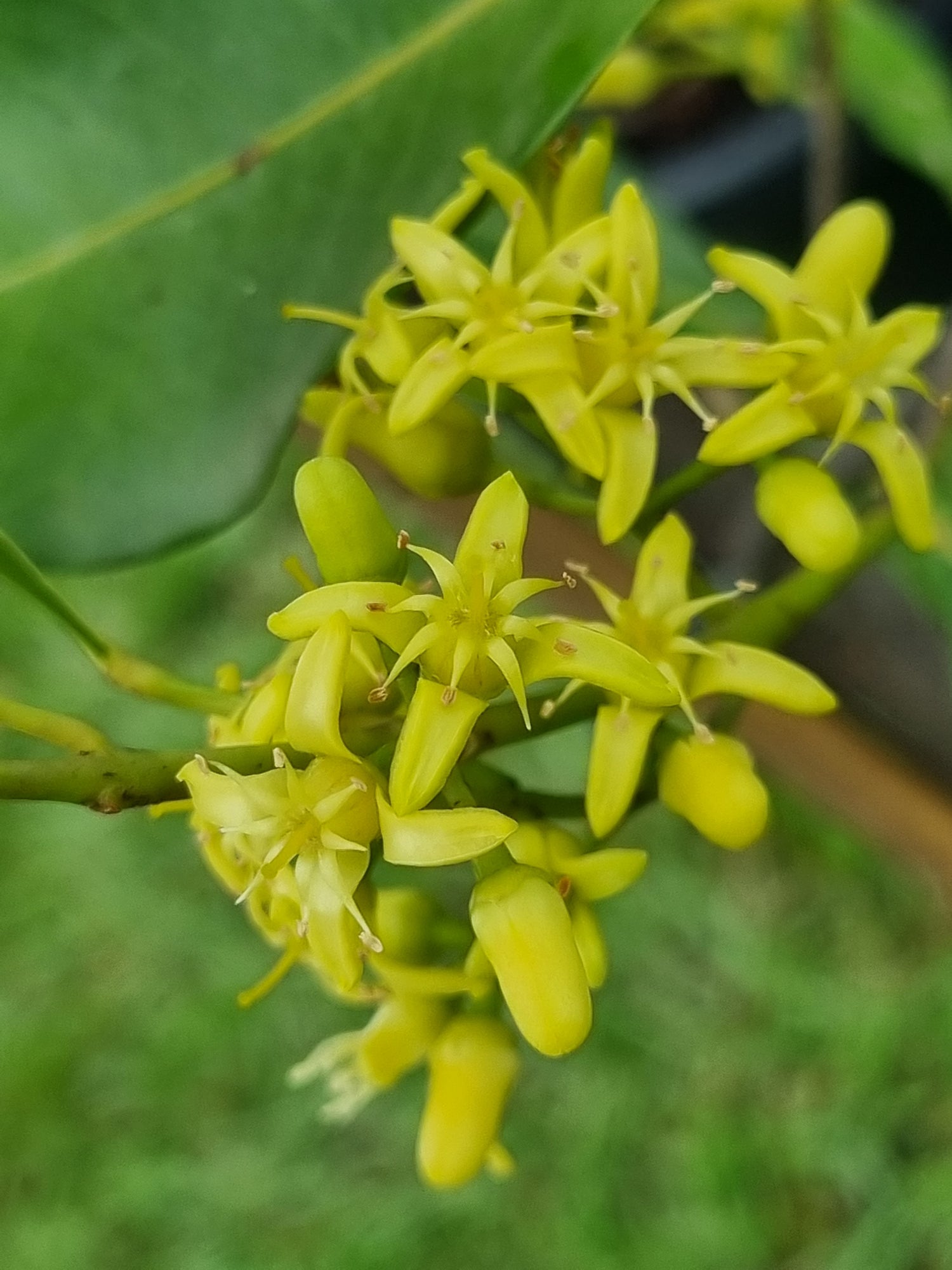 Fraser Island Apple flowers