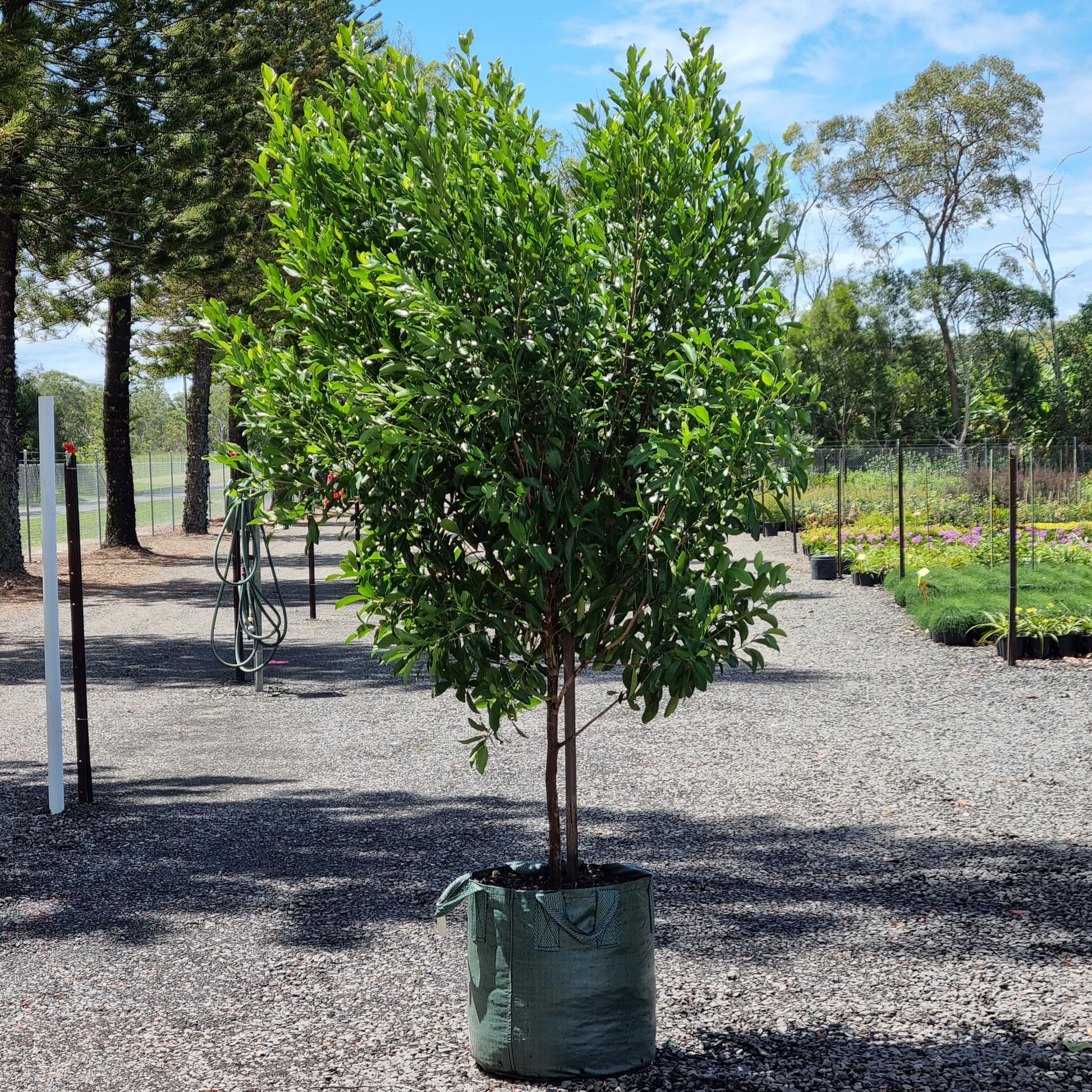 Fraser Island Apple tree in a 100L pot/bag - 2 metres tall - Acronychia imperforata tree - Brisbane - Sunshine Coast - 1:1