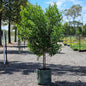 Fraser Island Apple tree in a 100L pot/bag - 2 metres tall - Acronychia imperforata tree - Brisbane - Sunshine Coast - 1:1