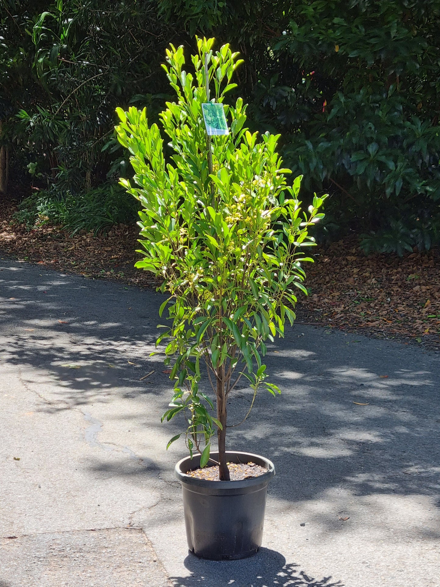 Fraser Island Apple tree in a 300mm pot - Acronychia imperforata