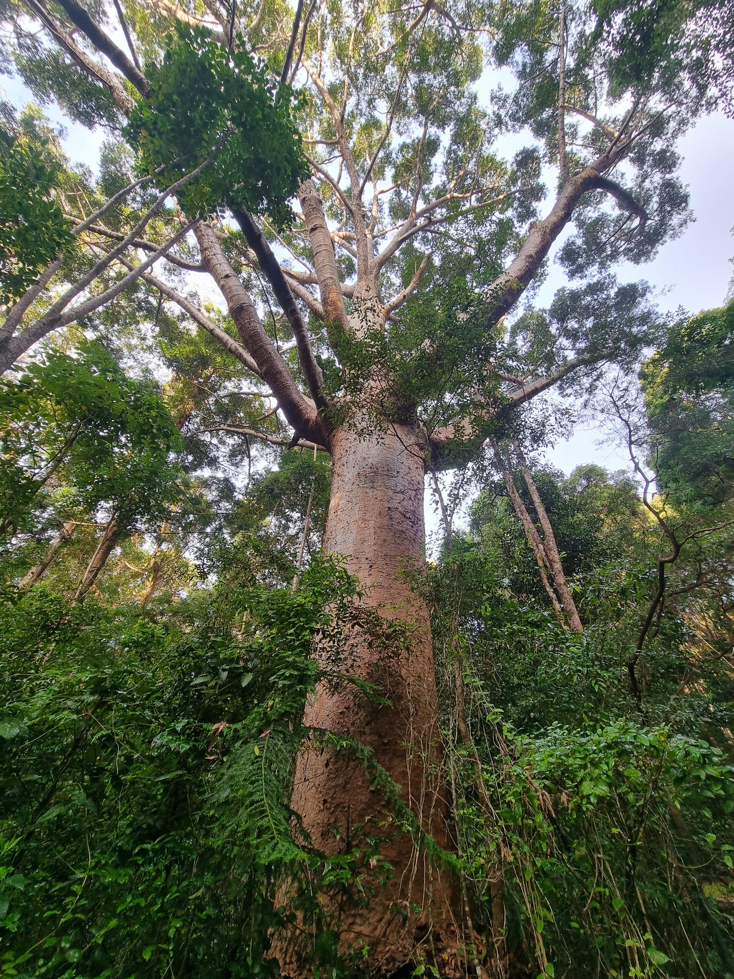 Giaint Kauri Pine tree Agathis robusta