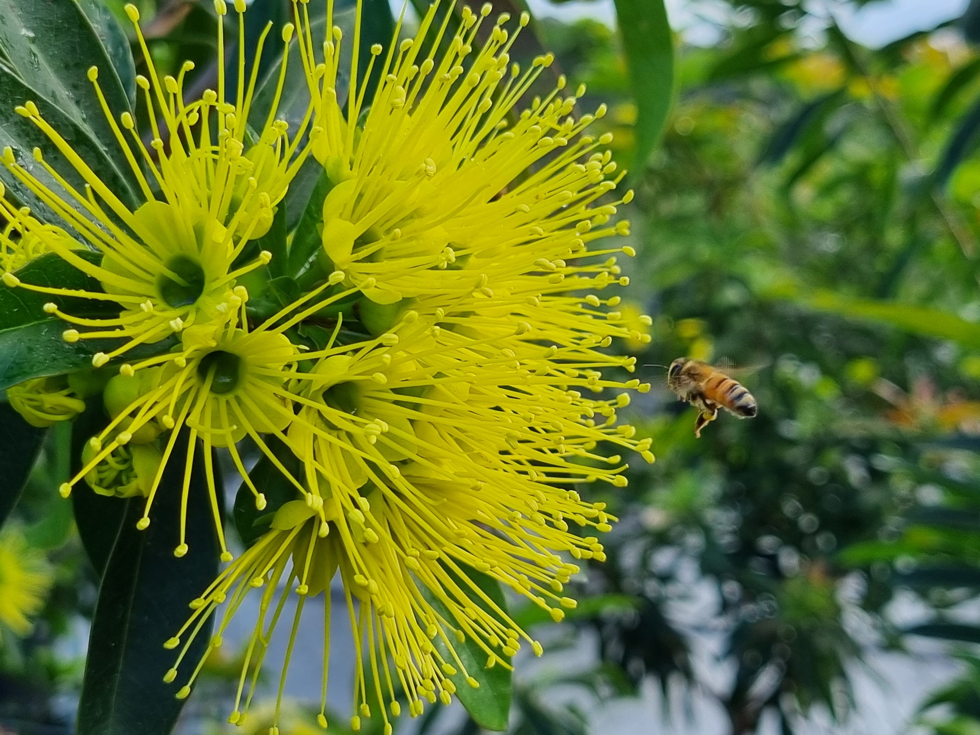 Golden Penda with bees Xanthostemon chrysanthus