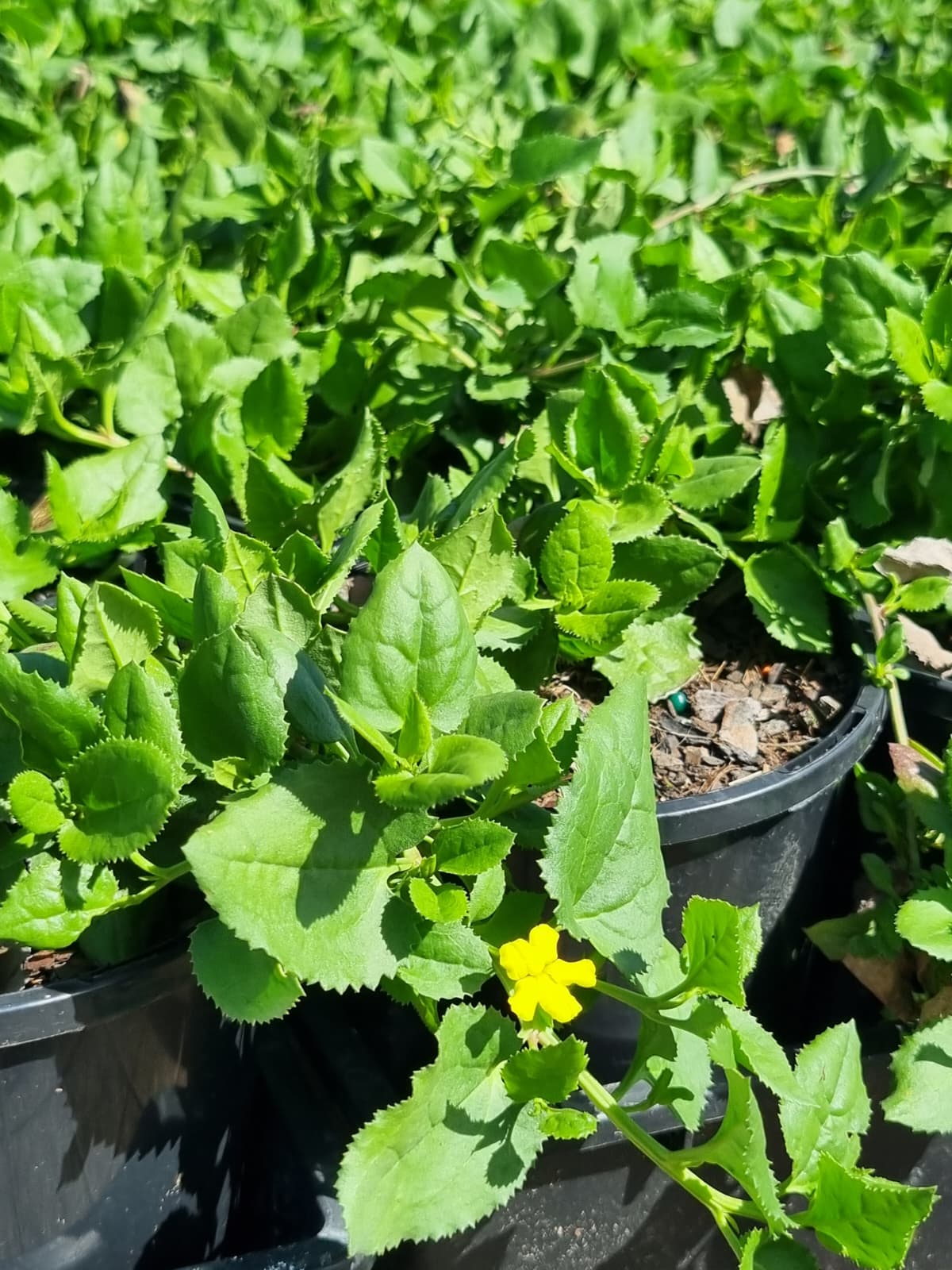 Popular Australian native, vigorous  scrambling plant recognized for its large, bright yellow flowers and glossy green foliage