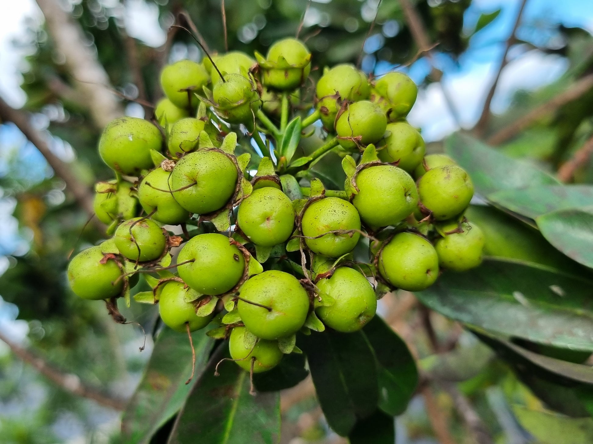 Golden penda Xanthostemon chrysanthus fruit