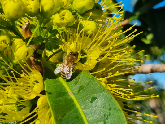 Bee on Golden Penda Flowers
