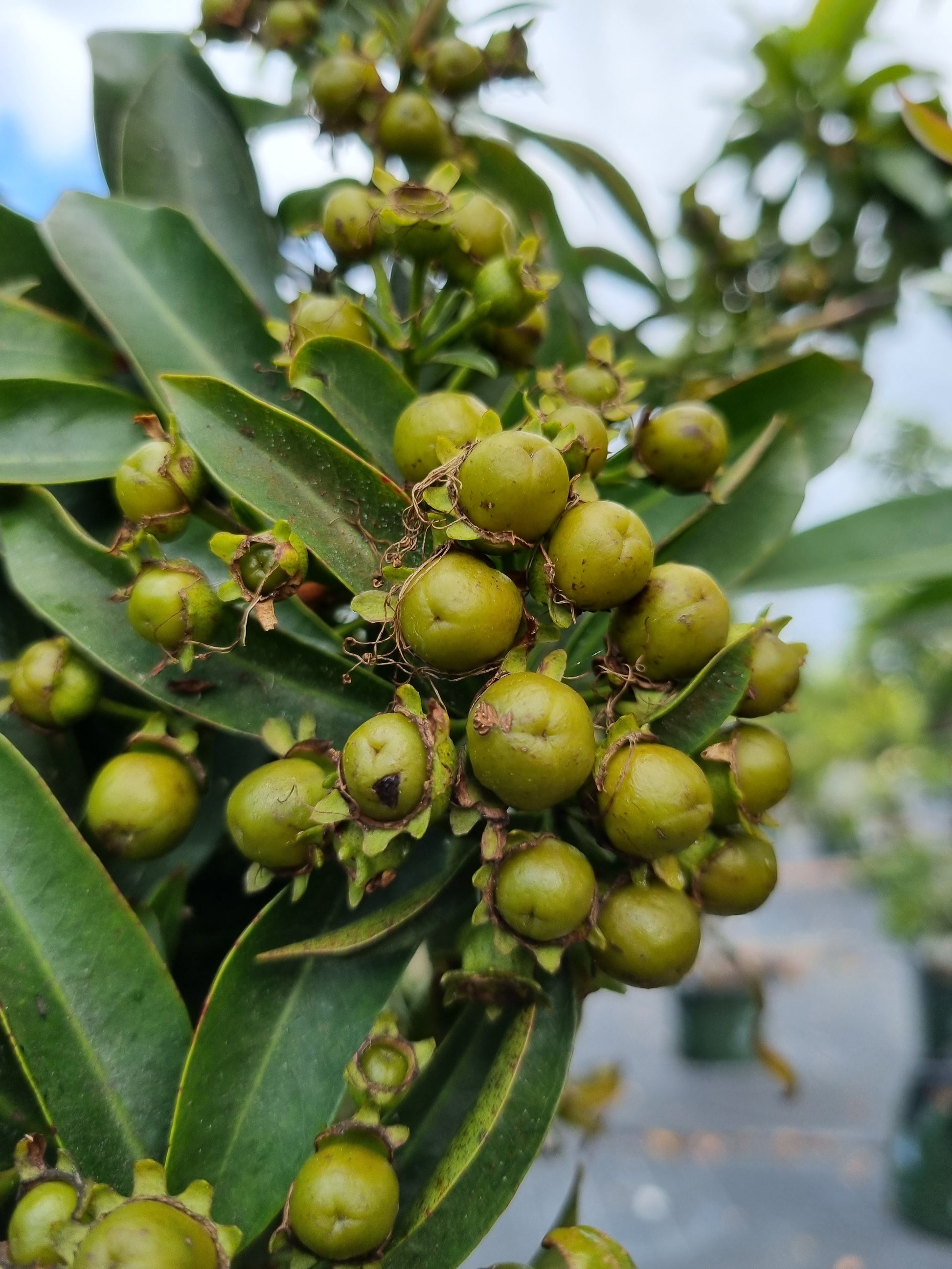 Golden Penda fruit Xanthostemon chrysanthus Fruit