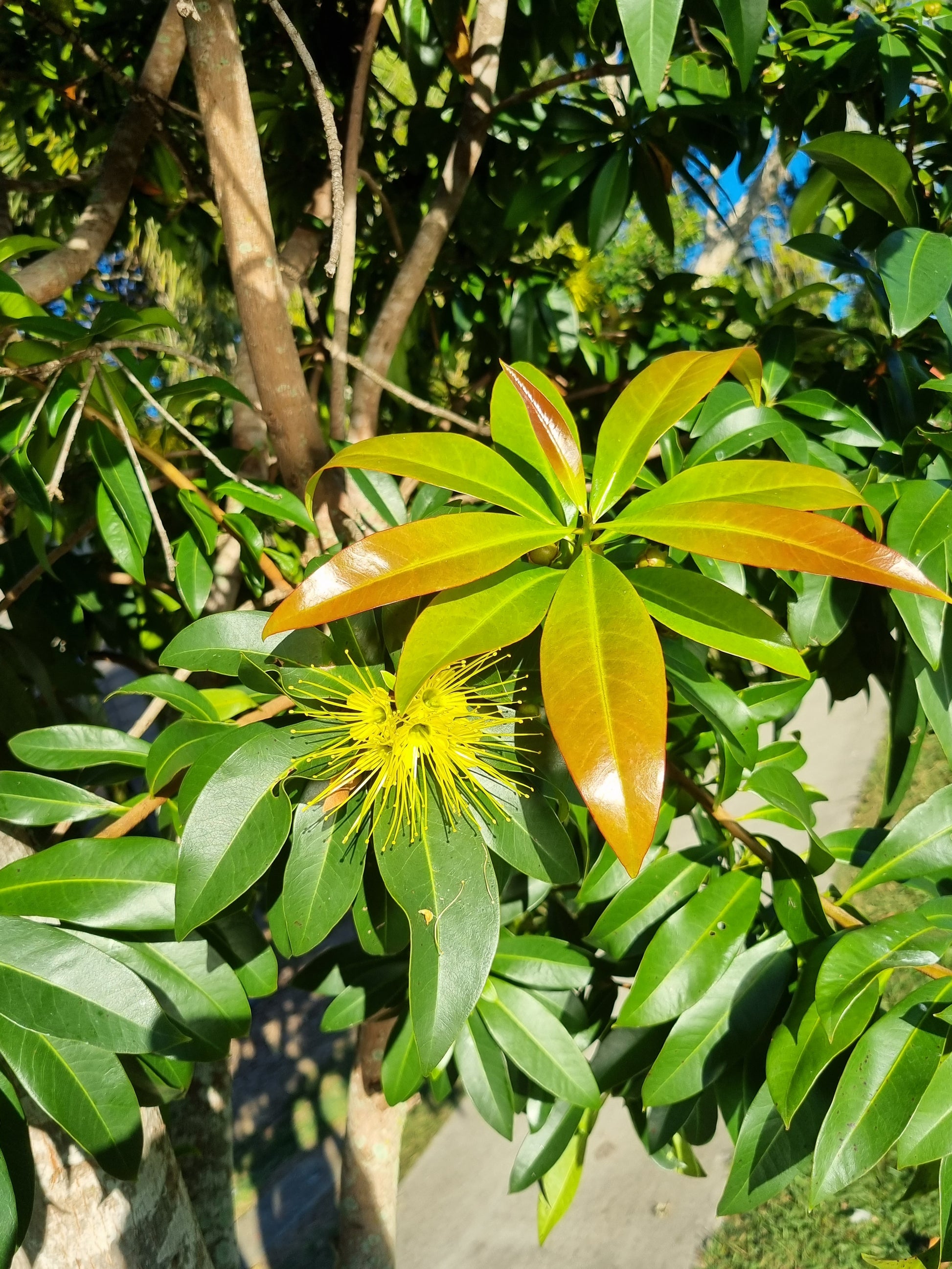 Golden Penda Xanthostemon chrysanthus leaves