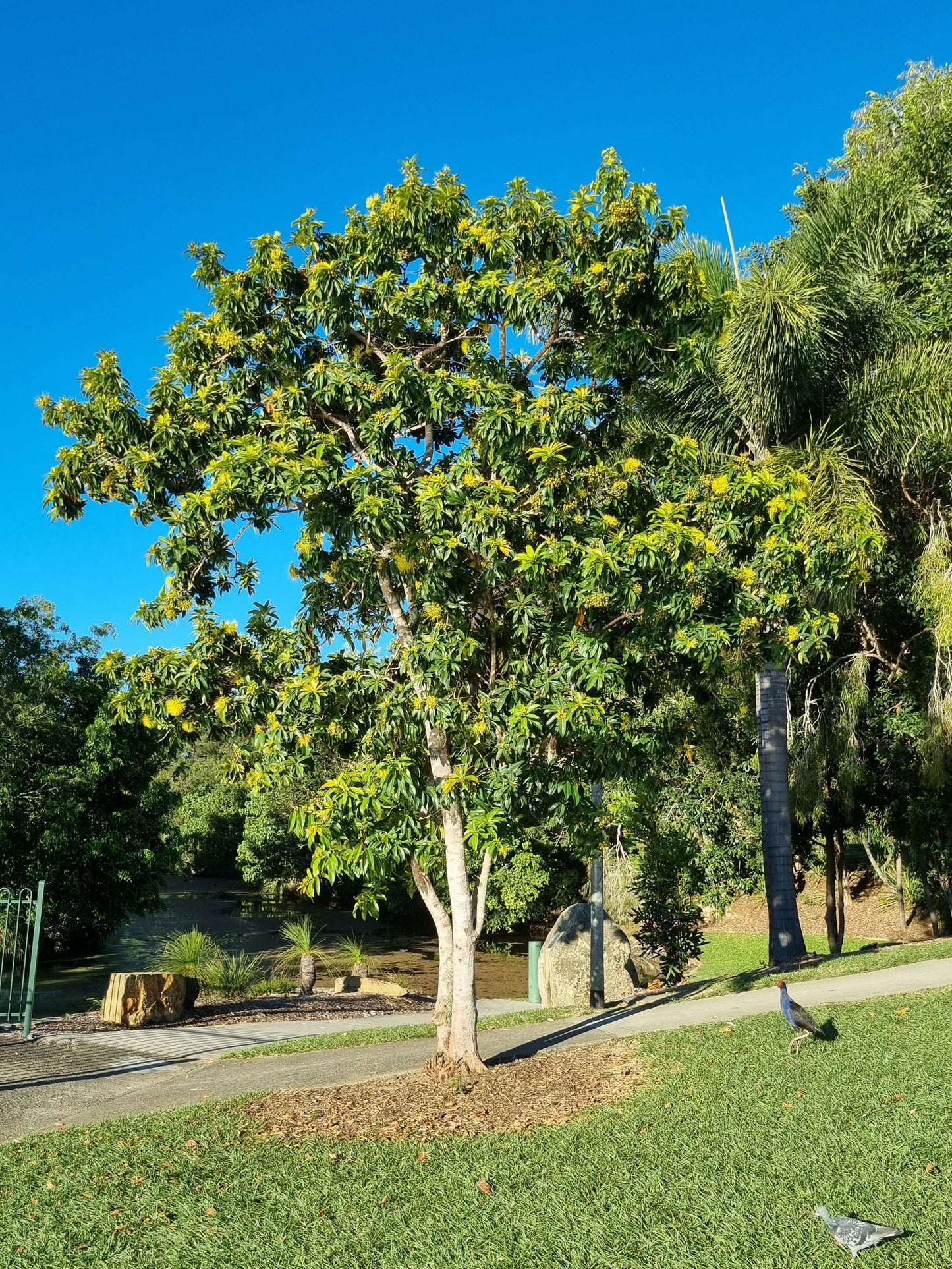 mature Golden Penda Xanthostemon chrysanthus Tree