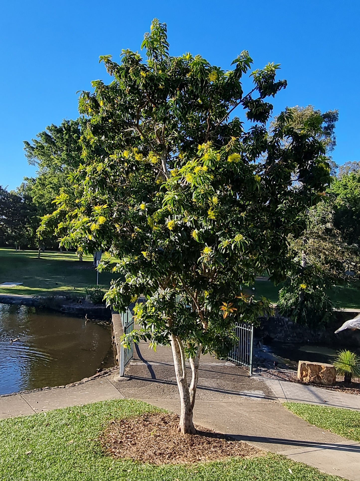 mature Golden Penda Xanthostemon chrysanthus Tree